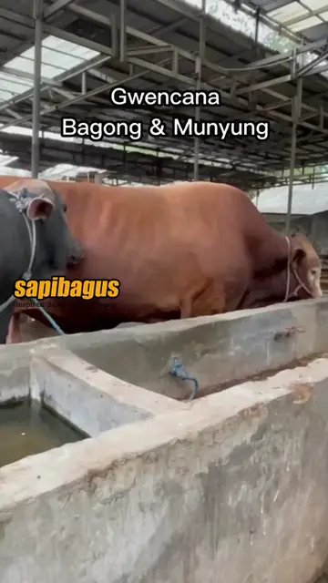 Gwencana-Bagong-&-Munyung